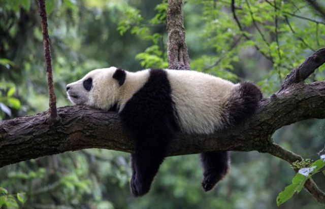 Pandalar 10 sene sonra ilk kez çiftleştiler 6