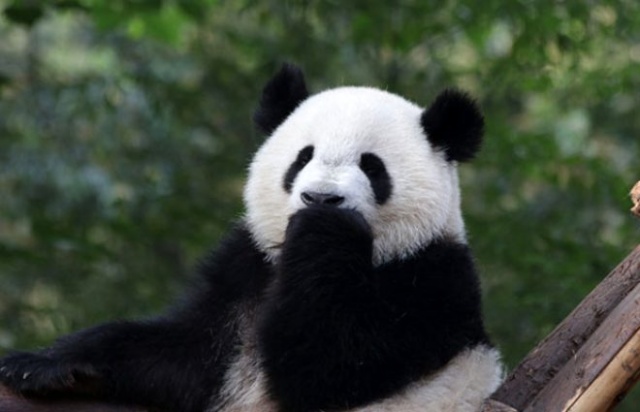 Pandalar 10 sene sonra ilk kez çiftleştiler 8
