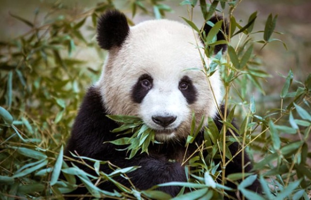 Pandalar 10 sene sonra ilk kez çiftleştiler 7