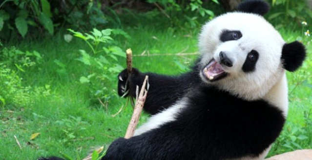 Pandalar 10 sene sonra ilk kez çiftleştiler 5