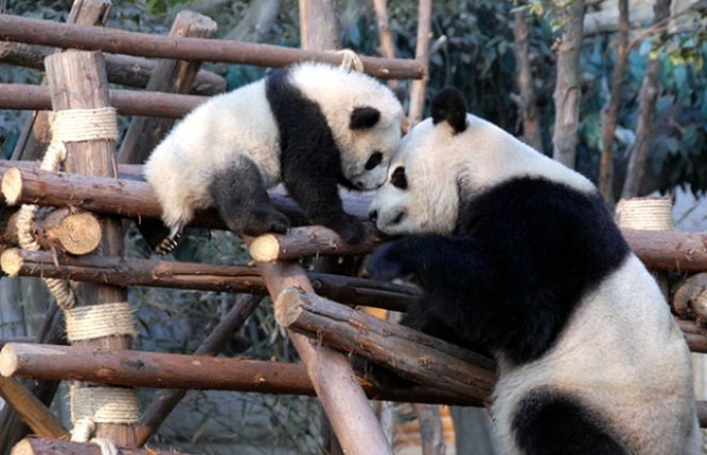 Pandalar 10 sene sonra ilk kez çiftleştiler 3