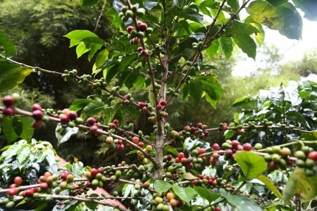 Kolombiya'da "Kahve Ekseni" 10