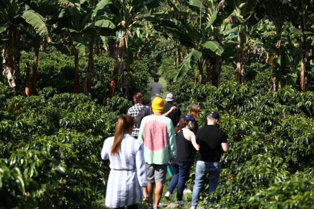 Kolombiya'da "Kahve Ekseni" 16