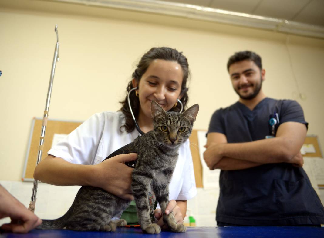 Yaralı kedi, hayvan hastanesine sığındı 3