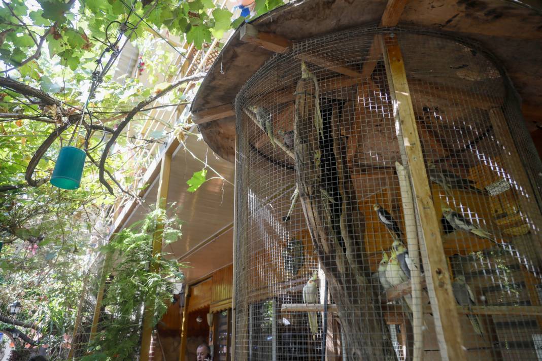 Görevlilerle turizm işletmecileri arasında arbede: Tahliyesi için geldikleri kuşları kedi yakaladı 4