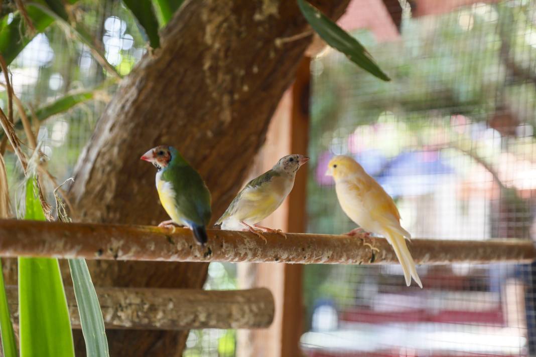 Görevlilerle turizm işletmecileri arasında arbede: Tahliyesi için geldikleri kuşları kedi yakaladı 7
