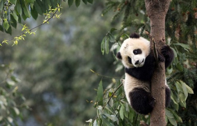 Pandalar 10 sene sonra ilk kez çiftleştiler