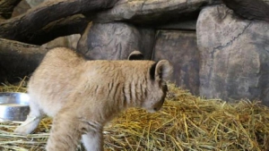 Aslan Park'ta dünyaya gelen yılın ilk aslanlarına ilginç isim önerileri