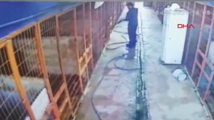 Tuzla'da köpeği av tüfeği ile vuran kişi kamerada 
