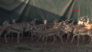 Cudi Dağı'na 'Gazella Gazella' türü 40 ceylan bırakıldı