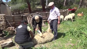 Antalya'da koyun kırkma izdihamı