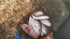 Manavgat Irmağı'nda Balık Ölümleri