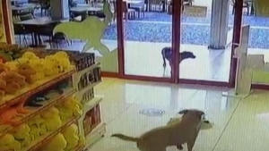 Sokak Köpekleri, Mağazadan Oyuncak Pelüş Köpekleri Alıp Götürdü