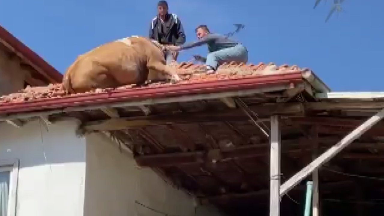 Çatıya çıkan inek böyle kurtarıldı!