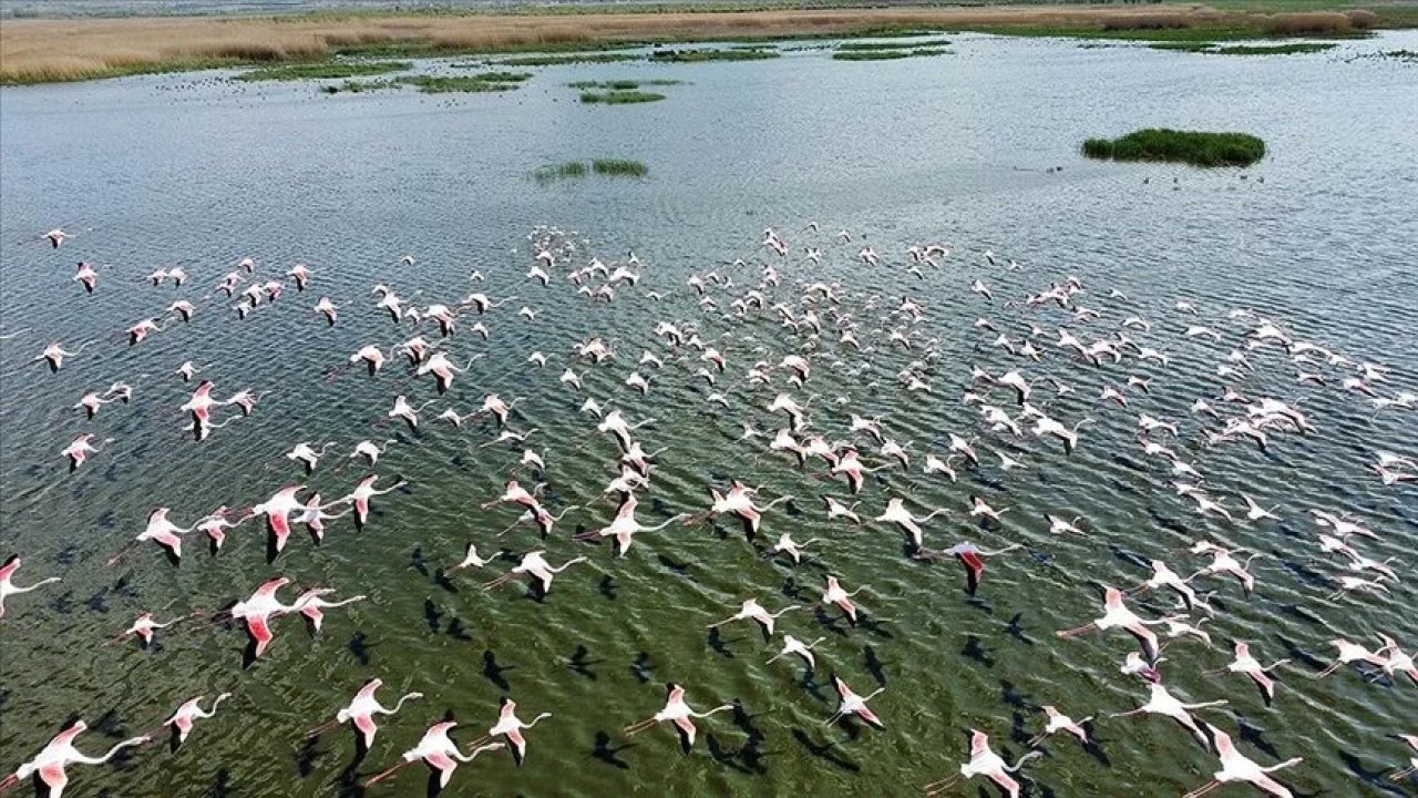 Eber Gölü flamingolarla renklendi