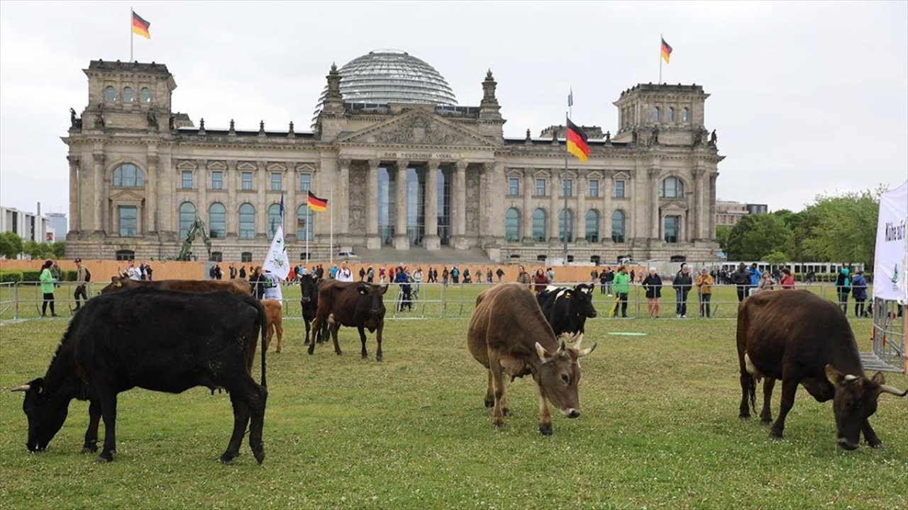 Almanya'da ilginç protesto: Meclis bahçesinde inekleri otlattılar