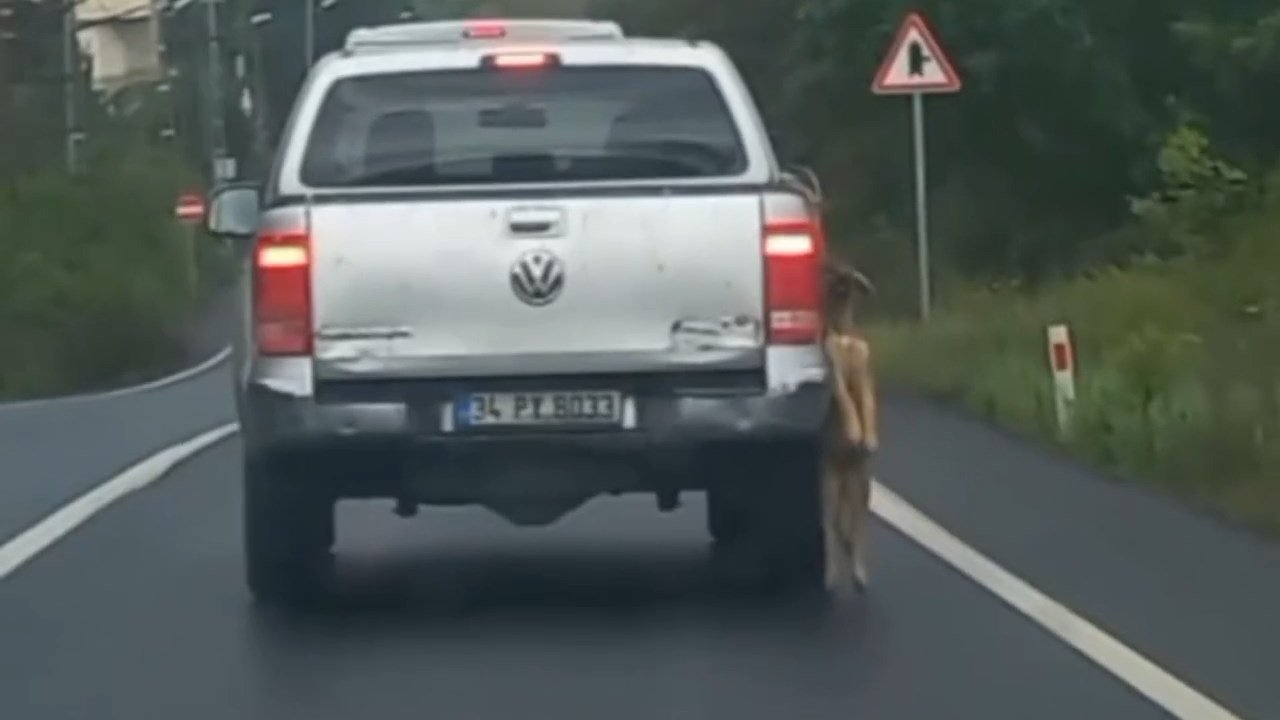 Seyir halindeki araçta, köpeği böyle taşıdılar!