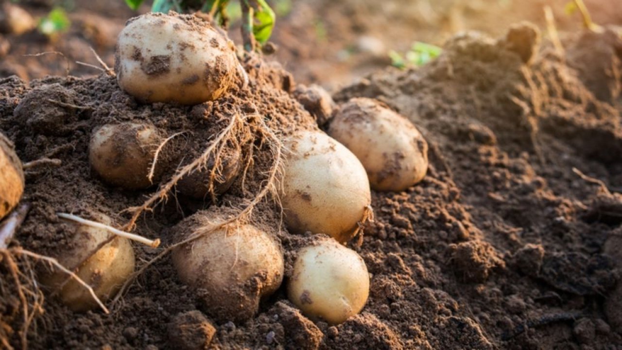 Patatesi uzun süre yeşermeden korumanın formülü açıklandı
