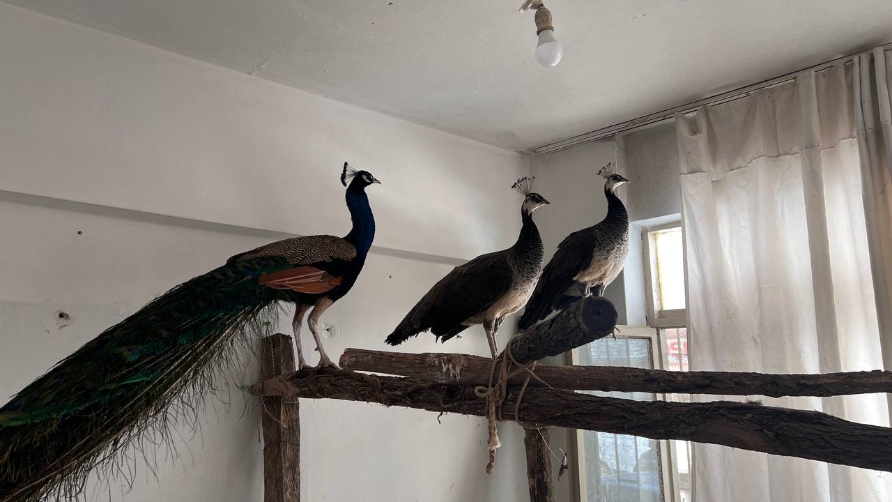 Evinde 3 Hint tavus kuşu bulunan kişiye ceza
