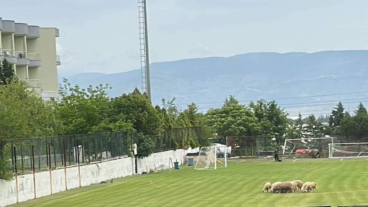 Taraftar çılgına döndü! O takımın sahasında koyunlar otluyor!
