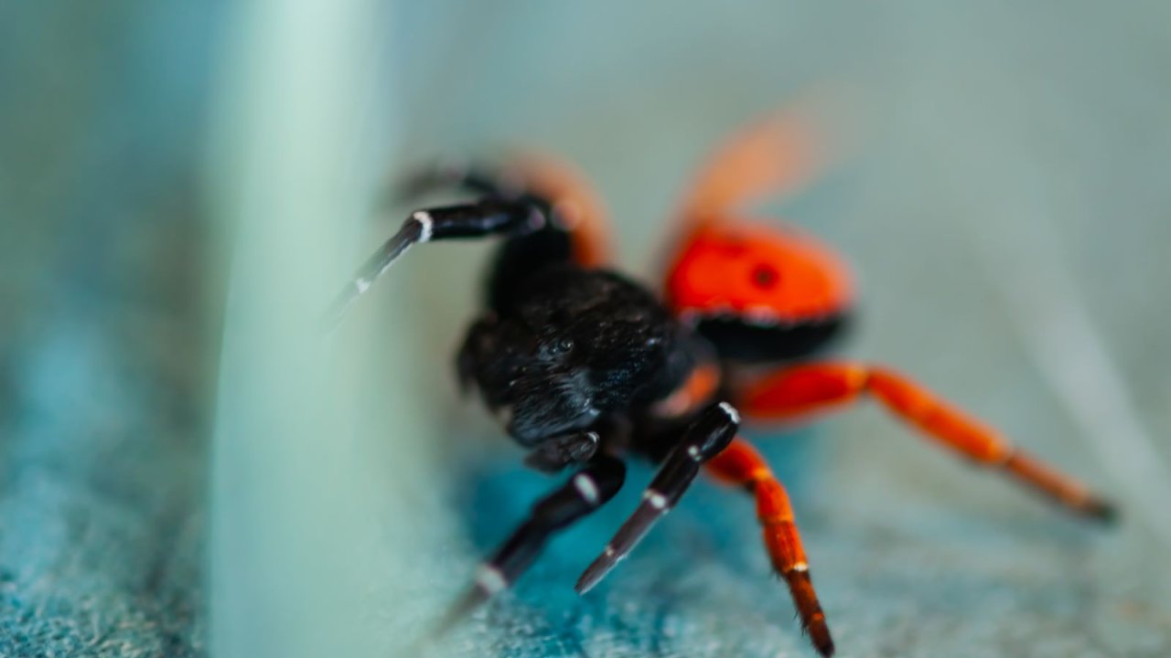 Birçok ile yayıldı: Uğur böceği örümceği zehirli mi?