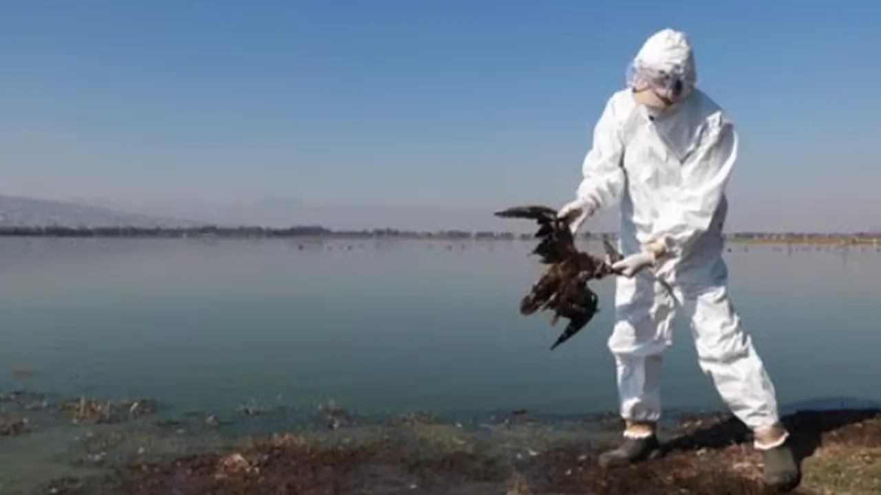 Endişe veren olay: Yüzlerce kuş sahillerde ölü bulundu