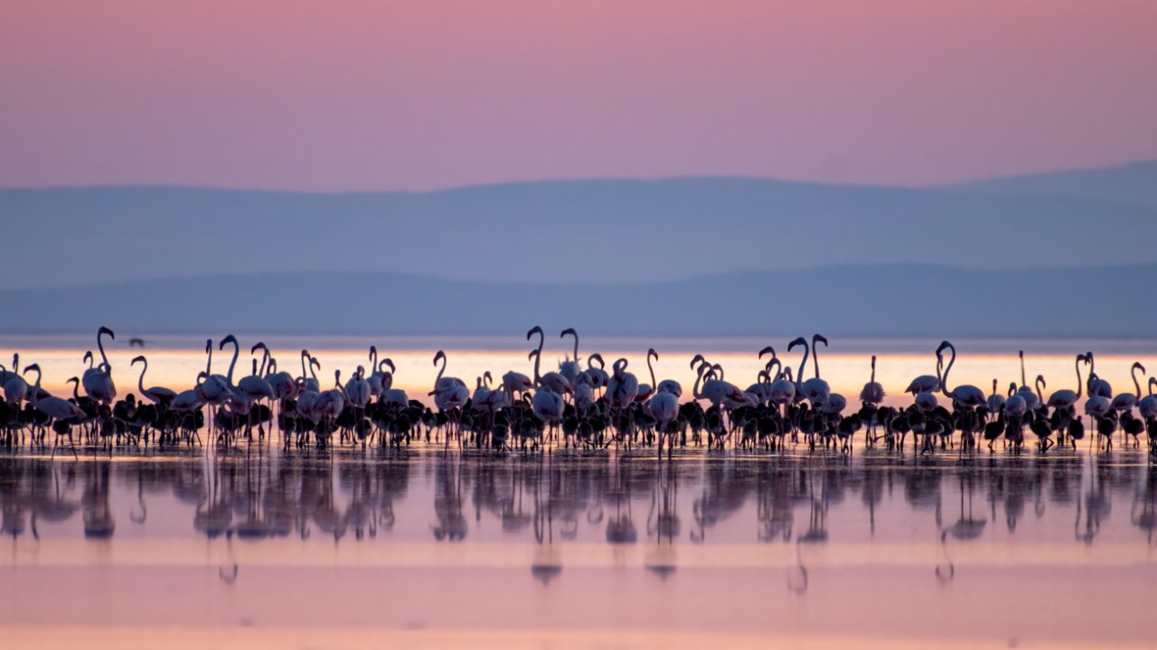 Tuz Gölü’ndeki yavru flamingolar kuluçkadan çıktı