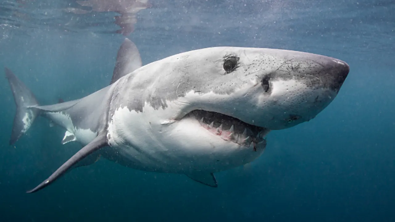 ABD "köpek balığı tehdidi" üzerine alarma geçti