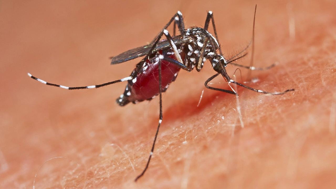 Uyku düşmanı sivrisinekleri ve diğer haşereleri evinizden uzaklaştıracak 3 doğal yöntem!