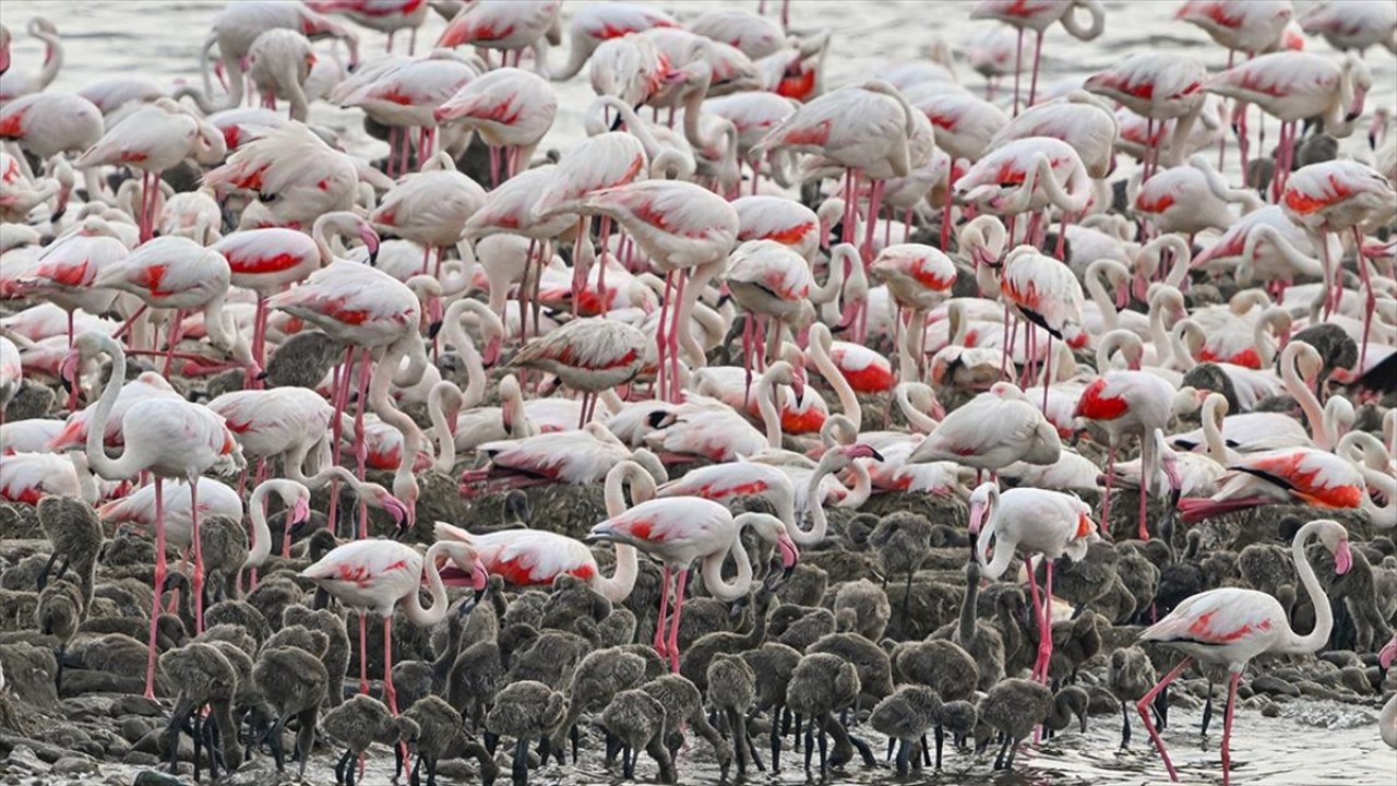 Toplu flamingo ölümlerinin sebebi ortaya çıktı