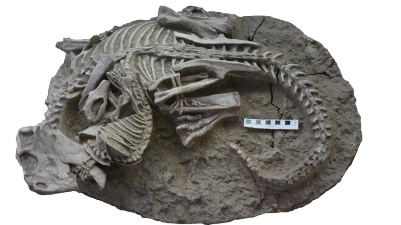 125 milyon yıl önce kedi büyüklüğündeki bir memeli dinozora saldırmış