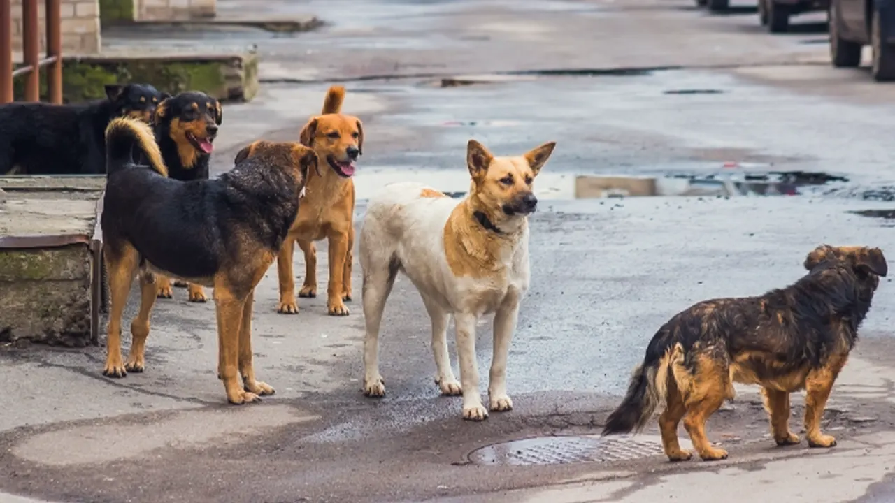 Valilikten sokak köpeklerine yönelik 39 ilçeye talimat