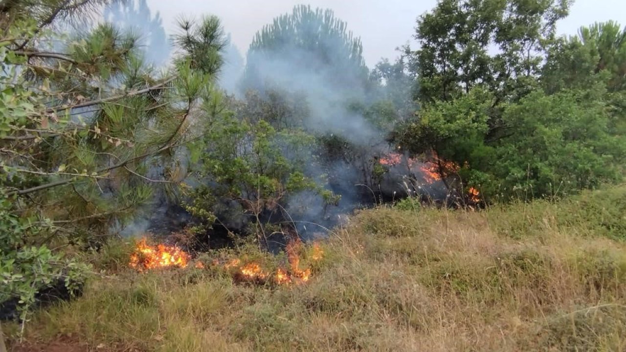 Balıkesir'de orman yangını: Saatler sonra kontrol altında