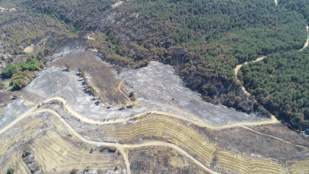 Çanakkale'deki orman yangını: 2 bin 500 hektar alan zarar gördü