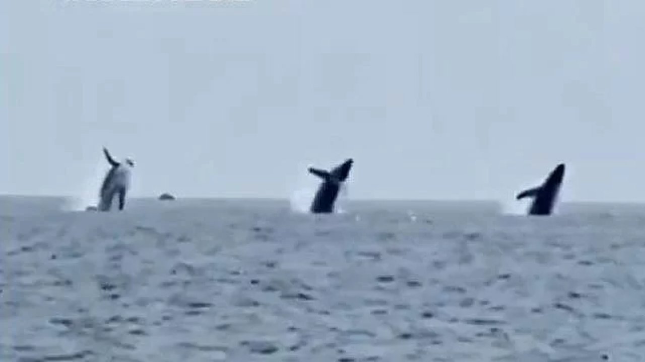 Balinaların dansı kameralara yansıdı