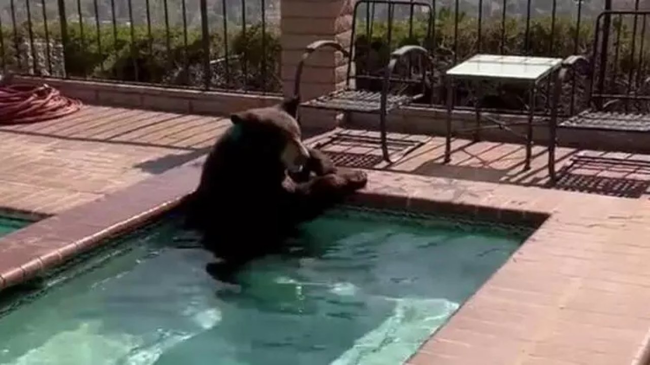 Sıcak havada serinlemek isteyen ayı havuza girdi