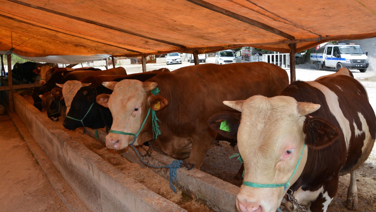İlde şap hastalığı alarmı: Hayvan pazarları kapatıldı