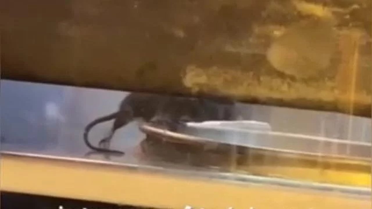 İstanbul'da ünlü bir börekçinin tezgahında fare görüntülendi!