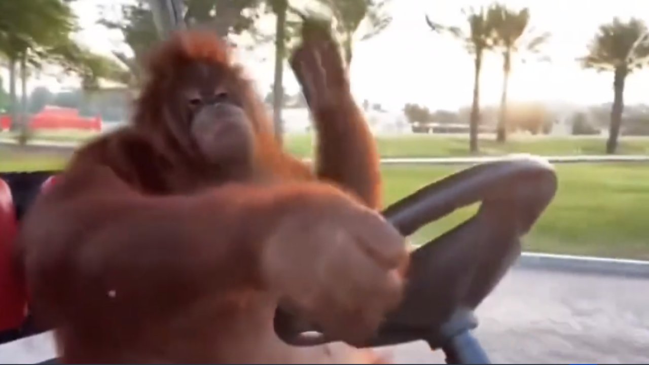 Golf aracını ustalıkla kullanan orangutanın görüntüleri olay yarattı!