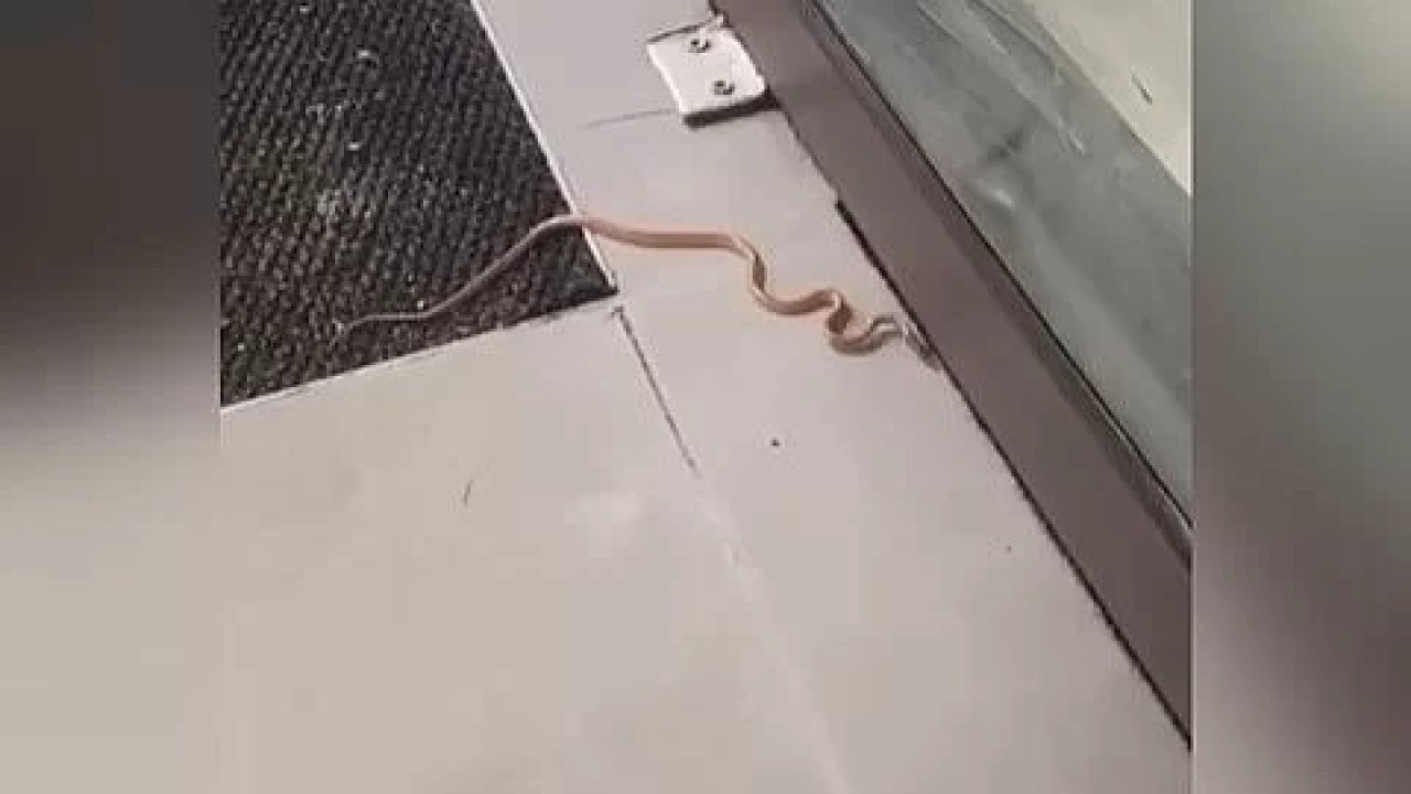 Hastaneye yılan girdi