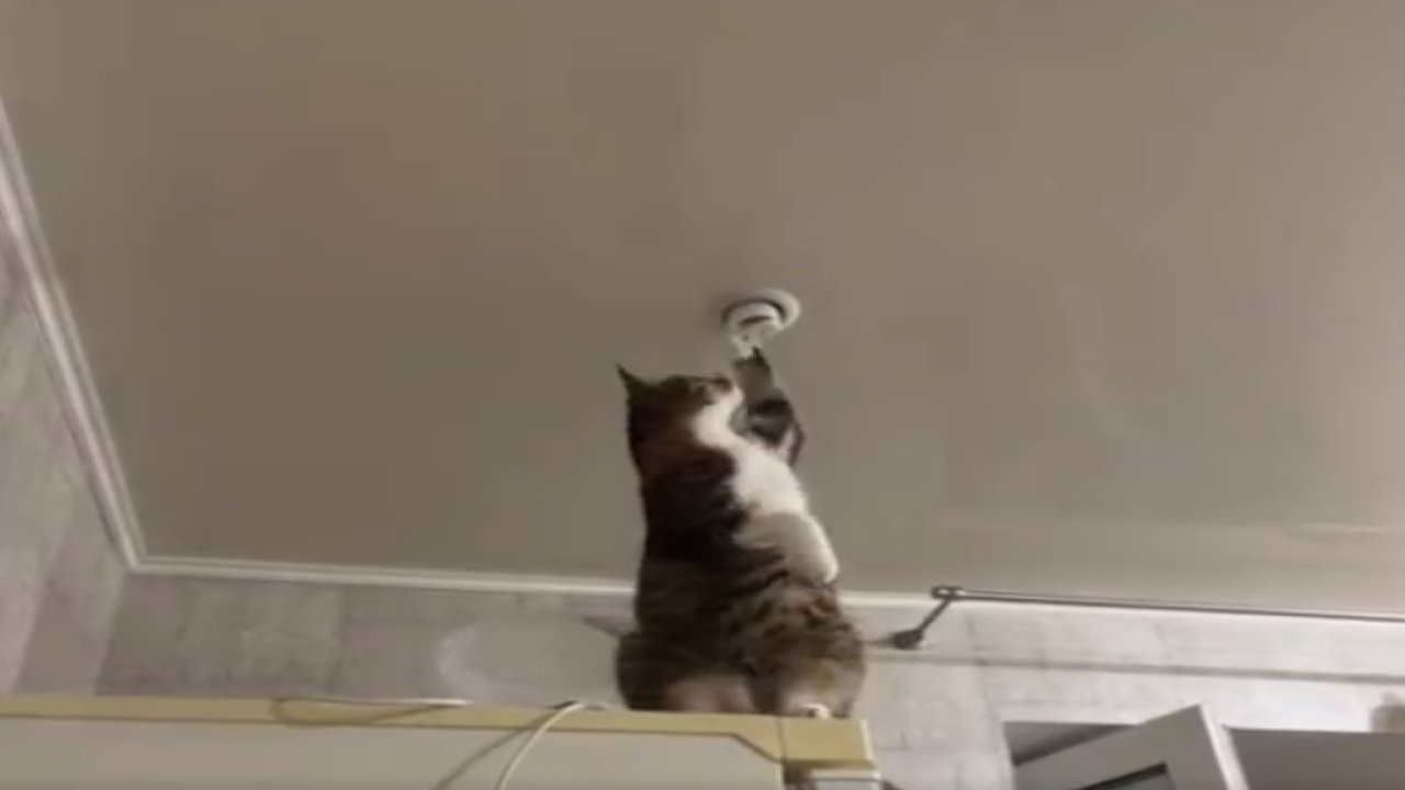 Kedinin lambayı tamir ettiği anlar sosyal medyada viral oldu