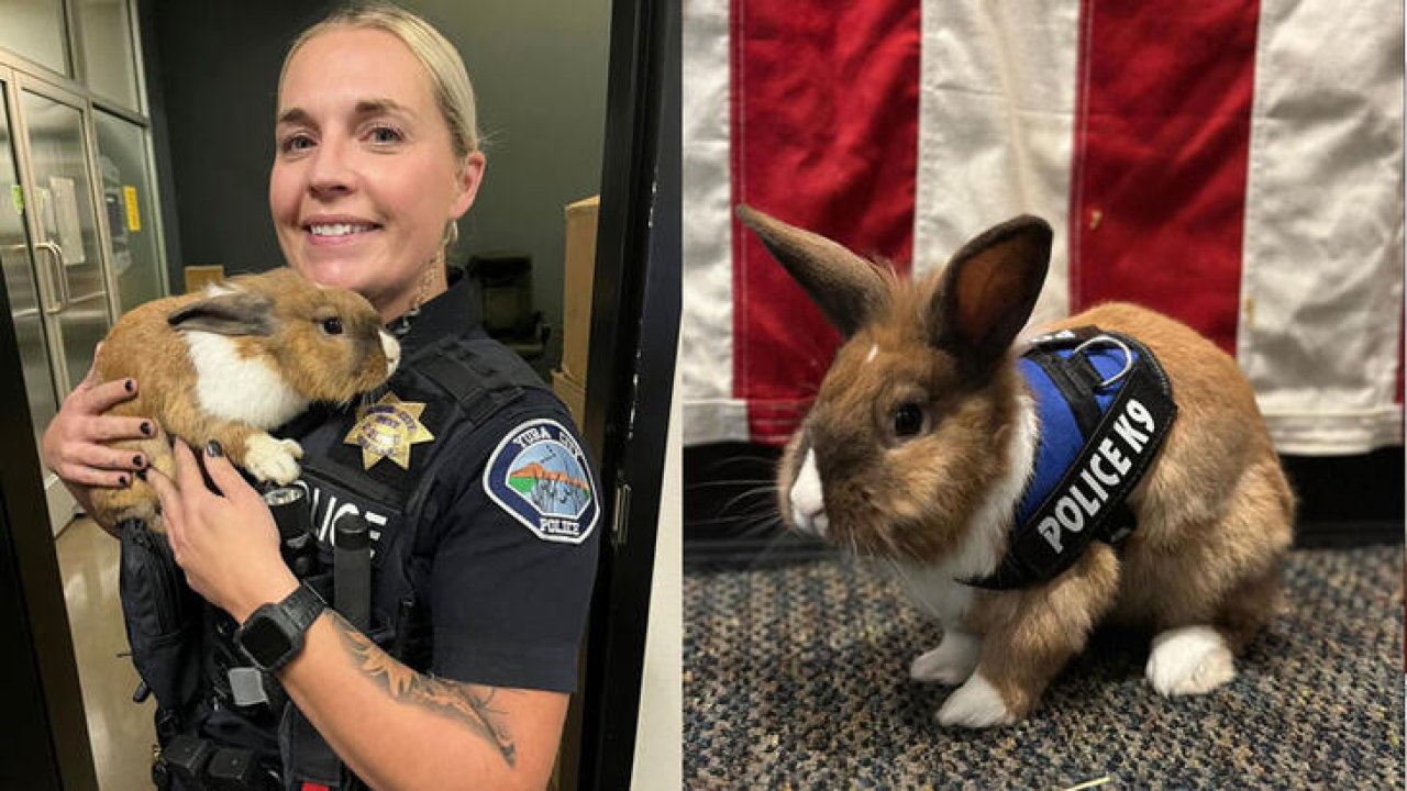 ‘Tavşan polis’ sosyal medyada ilgi çekti