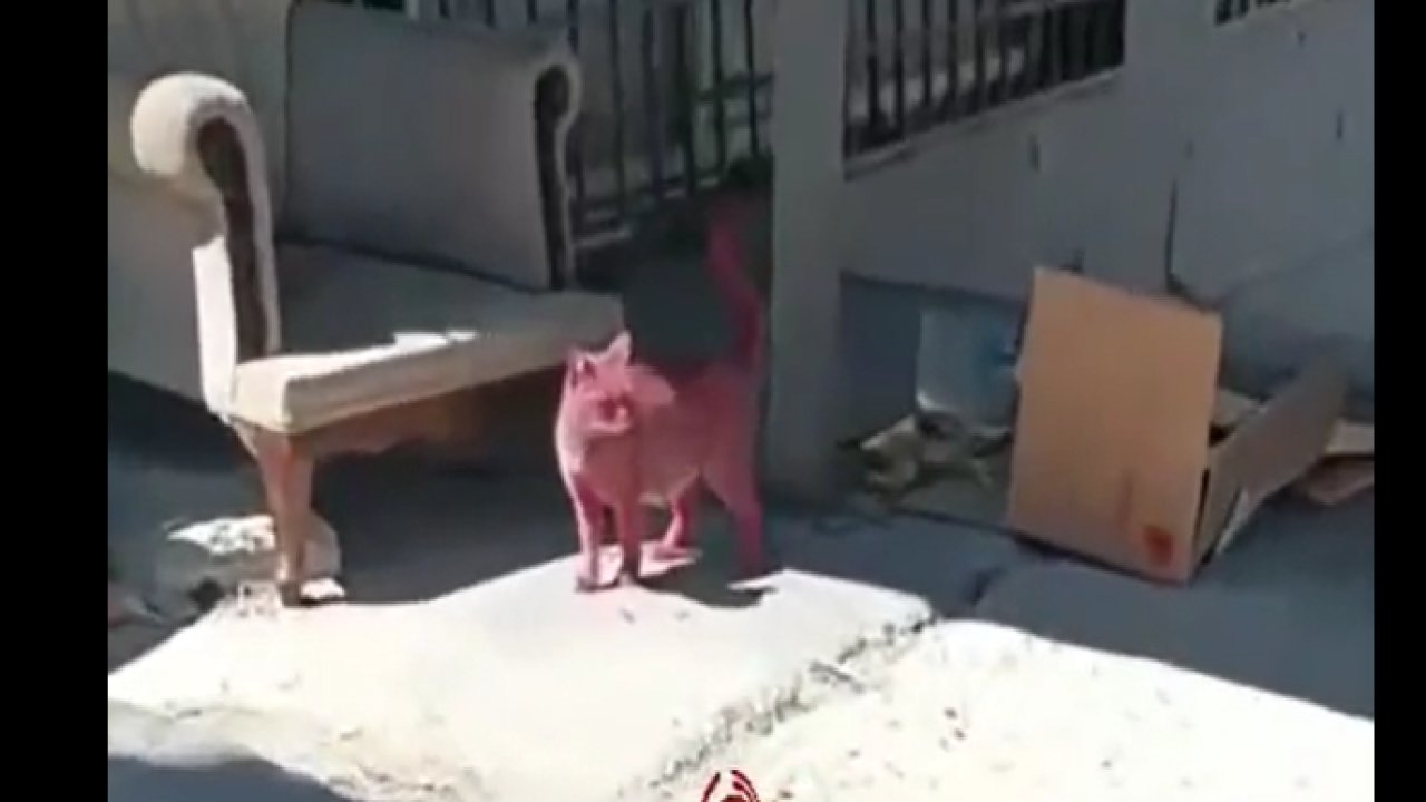 Pembeye boyanan kedi olay yaratmıştı! İşin aslı ortaya çıktı…