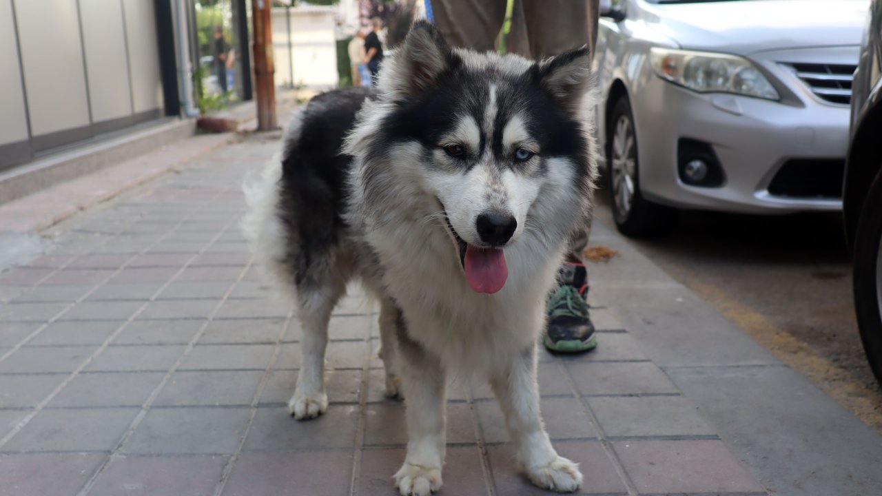 İstanbul'da kaybolan köpek, başka bir ilde ortaya çıktı