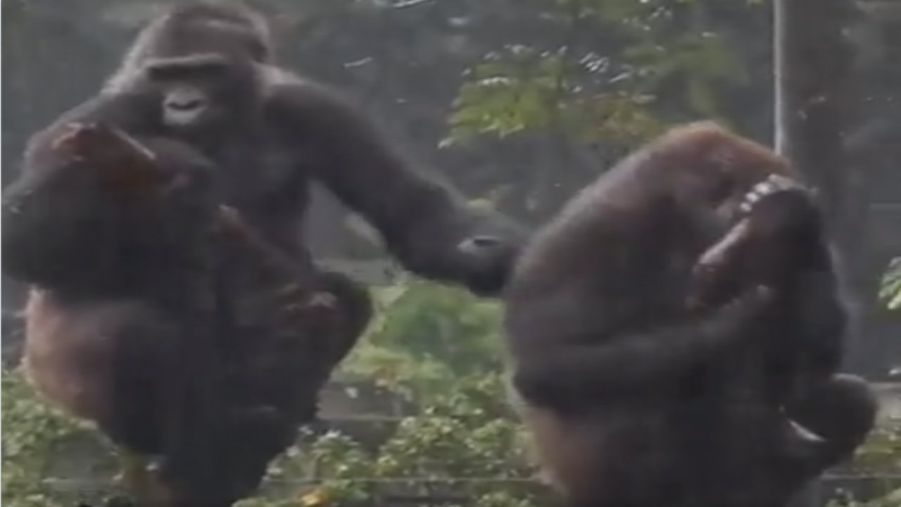 Goril, eşini kızdırınca bakın nasıl gönlünü almaya çalıştı