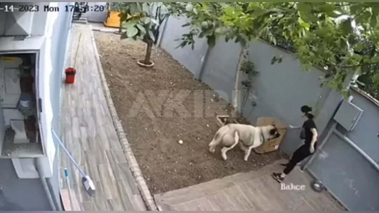 İşyerini korusun diye aldıkları köpek çalışana saldırdı