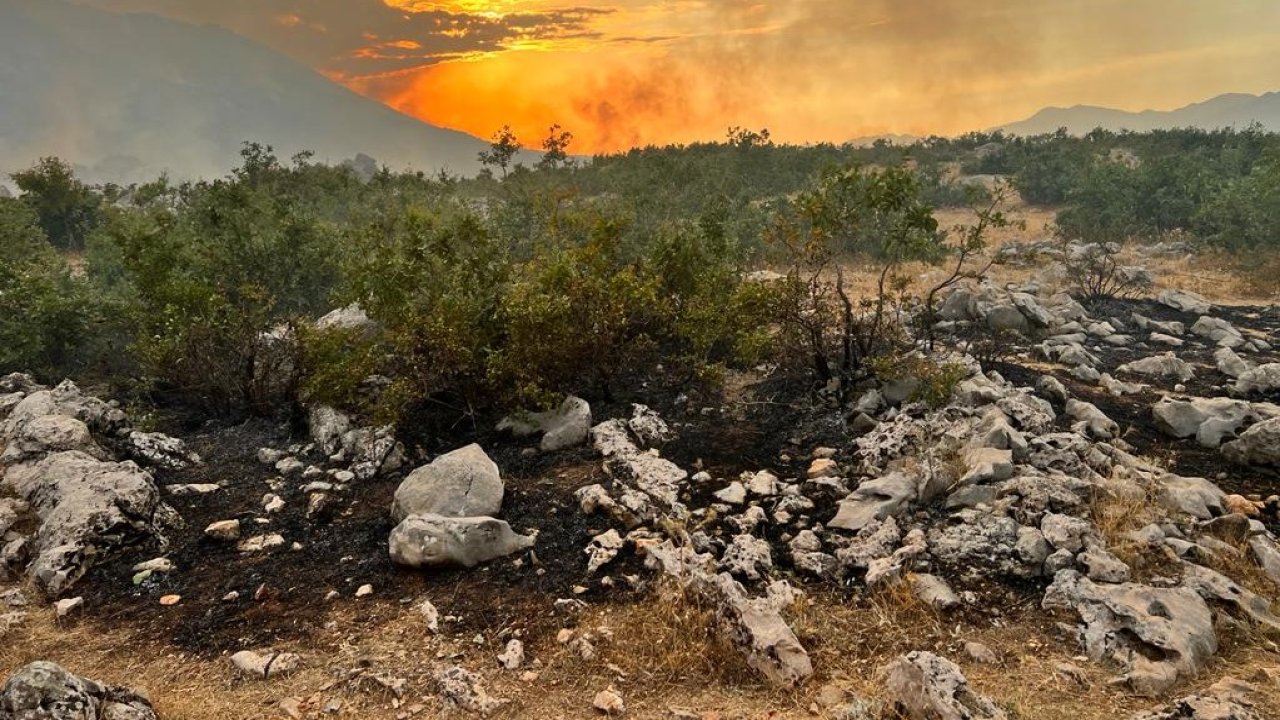 Diyarbakır'da orman yangını: Saatler sonra söndürüldü
