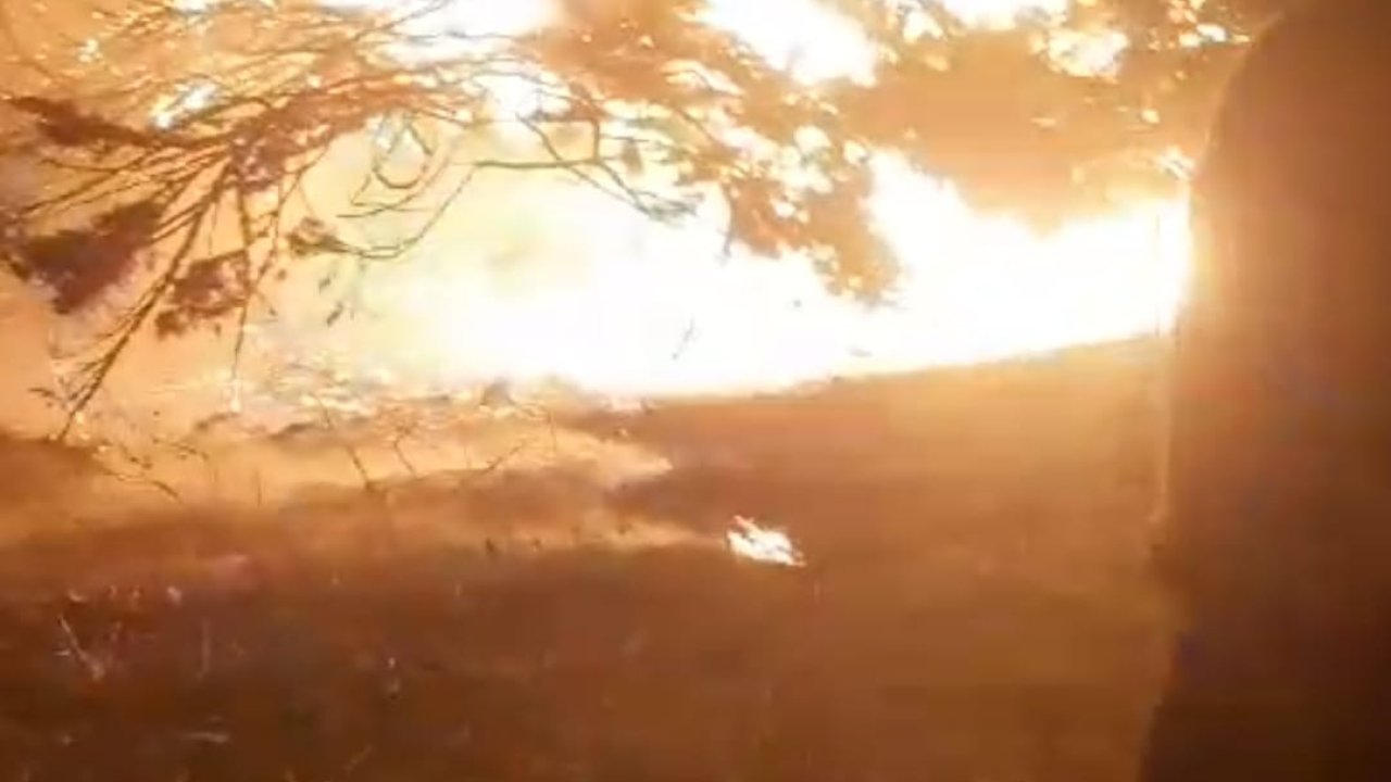 Kundaklama şüphesi: Asırlık çam ağacı alev alev yandı