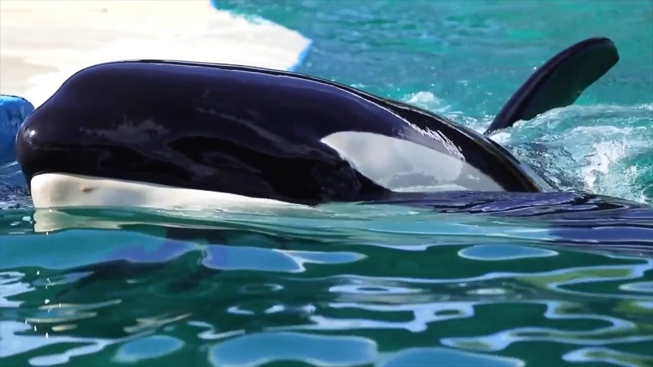 Katil balina 50 yıldır esaret altında tutuluyordu: Özgür kalacakken hayata veda etti