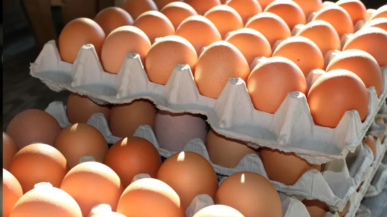 Rekabet Kurulu'ndan yumurta viyolü üretimi yapan 5 firmaya soruşturma